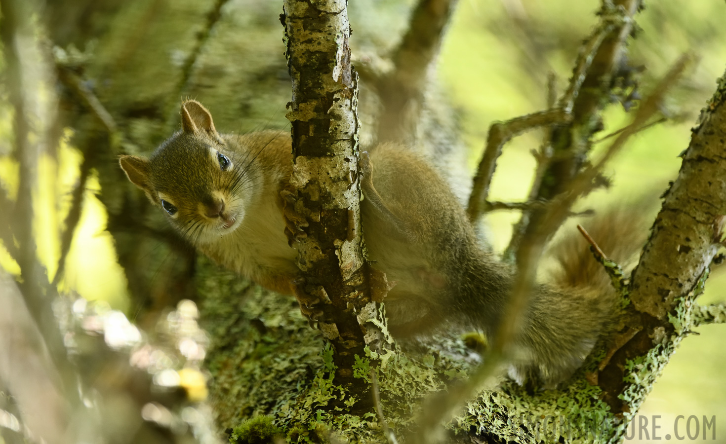 Tamiasciurus hudsonicus [400 mm, 1/125 Sek. bei f / 8.0, ISO 1600]